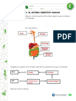 Sistema digestivo humano: partes y proceso de digestión