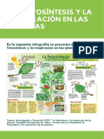 La Fotosíntesis Y La Respiración en Las Plantas