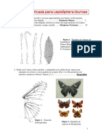 Clave para Identificacion de Lepidoptera - Diurnas PDF