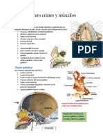 Viscero Cráneo y Músculos