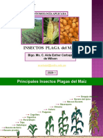 Insectos Plaga Del Maiz-2020 I