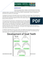 Development of Goat Teeth: Animal Industry News Update
