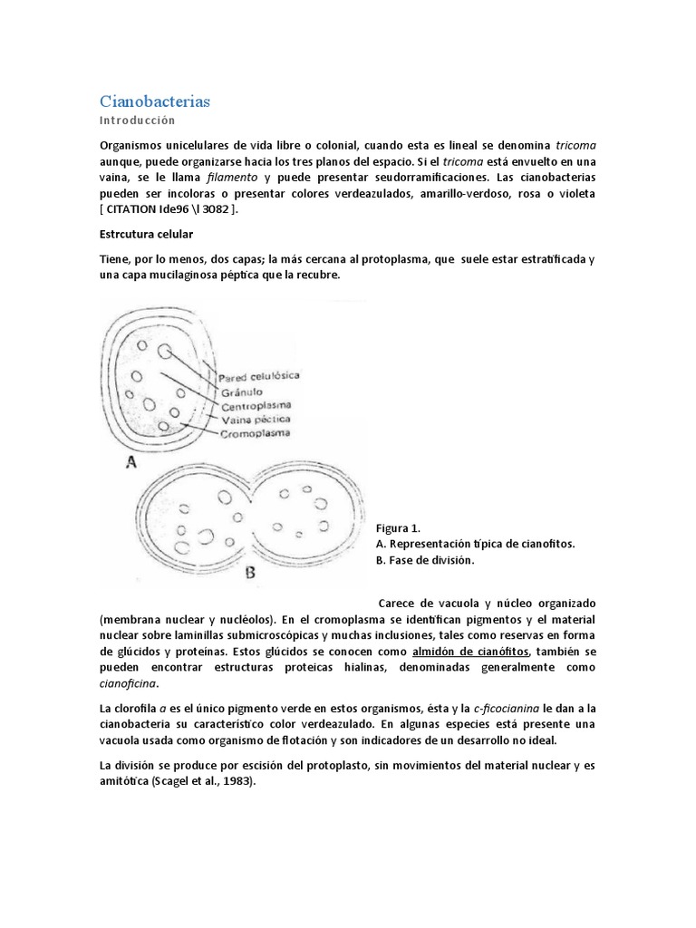 Cianobacterias Pdf Cianobacterias Biología Celular
