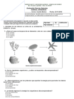 prueba ciencias cadenas alimenticias