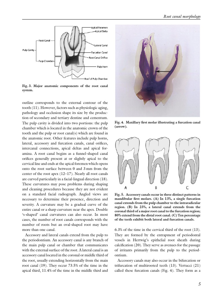 Page 3 PDF | PDF | Tooth | Dental Anatomy
