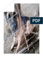 Perro labrador Monteriano, ZINNUANO adulto.pdf