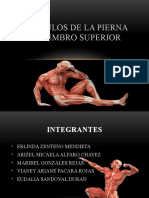diapositivaMÚSCULOS DE LA PIERNA Y MIEMBRO SUPERIOR