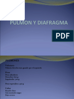 Pulmón y Diafragma