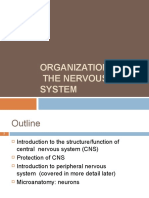 1 Nervous System