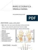 Explorare Ecografica Normala Mana