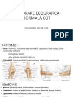 Explorare Ecografica Normala Cot