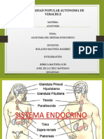 Glándula Tiroides Exposicion Anatomia 1