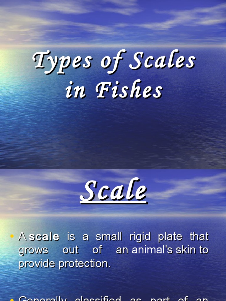 Types of Fish Scales Explained | PDF | Vertebrates | Aquatic Animals