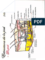 MORFOLOGIA DE LA PIEL