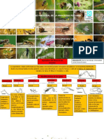 Mapa Conceptual Patas de Insectos