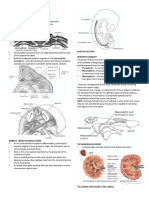 Three-Part Kidney Formation