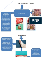 Enfermedades Virales