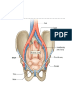 pelvis-uterus.pdf