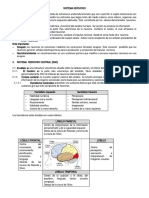 3.sistema Nervioso