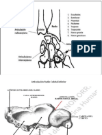 Articulaciones de La Mano