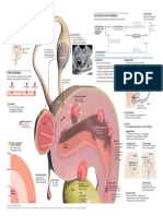 miomas uterinos.pdf