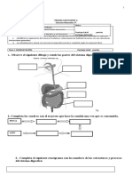 Prueba Ciencias c2 5tos