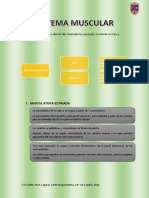 Sistema Muscular