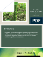 Stem Nodulation (Agronomy Group)