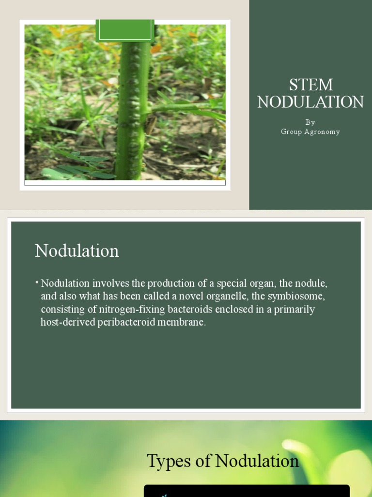 Stem Nodulation in Legumes | PDF | Root | Branches Of Botany
