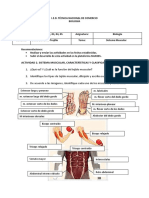 SISTEMA MUSCULAR