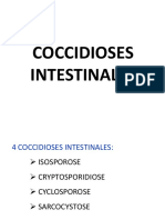 D Coccidioses intestinales