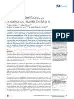 How Does Streptococcus Pneumoniae Invade The Brain 2016