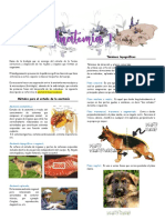 Anatomia I PDF