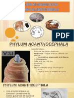 Acantocefala y Apicomplexa