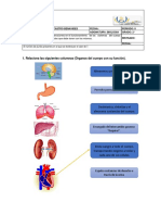 Quiz N°1. Cuerpo Humano 2° Khalel