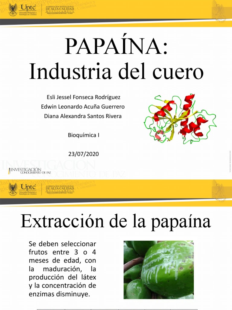 Exposicion Papaina | PDF
