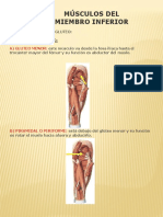 MUSCULOS DE MIEMBRO INFERIOR - I