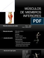 Musculos de MMII