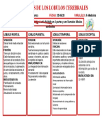 Funciones de Los Lobulos Cerebrales