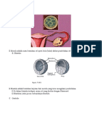 Embrio Morula Blastula Gastrula