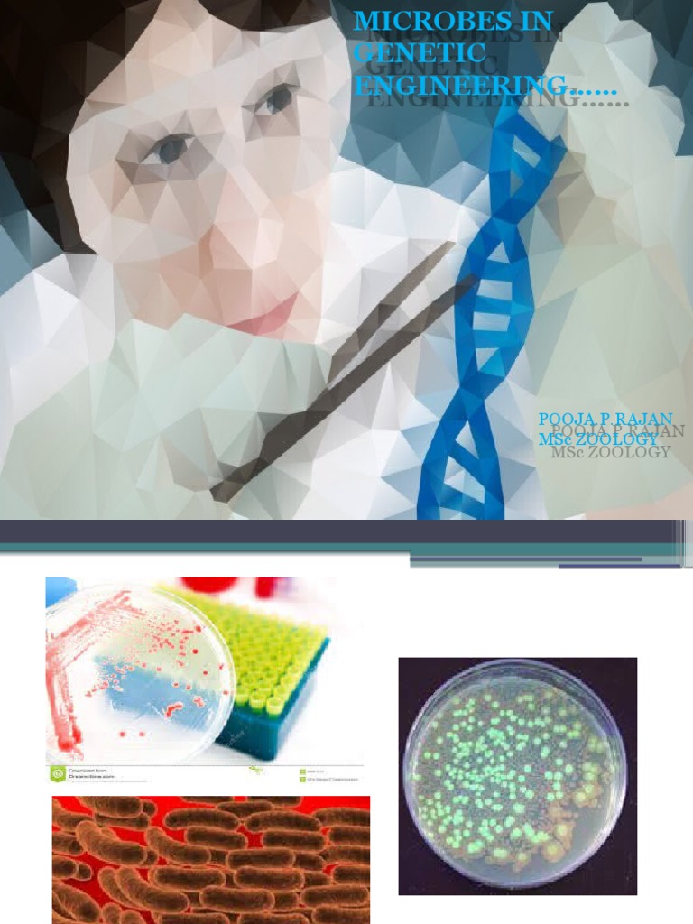 MICROBES IN GENETIC ENGINEERING Seminar | PDF | Insulin | Pancreas