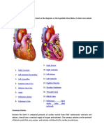 Heart Anatomy and physiology