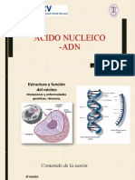 Sem 8. Ácido nucleico.pptx