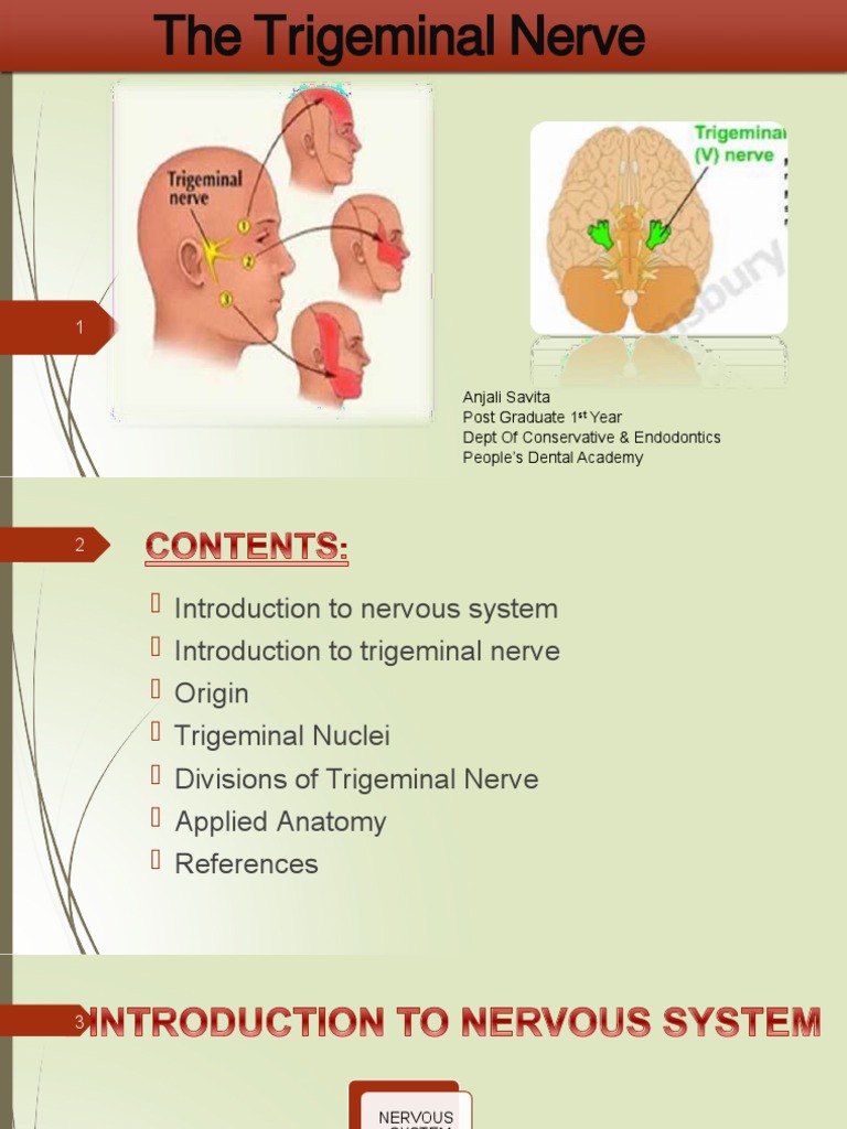 Trigeminal Nerve Anatomy Overview | PDF | Neuroanatomy | Human Head And ...