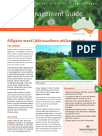 Alligator Weed (Alternanthera Philoxeroides) : The Problem