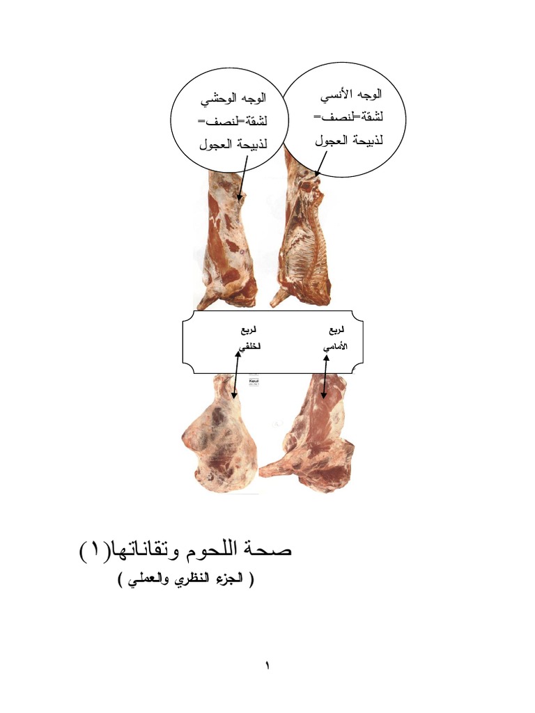 يتكون التجويف الجسمي الكاذب بين الطبقتين الوسطى والخارجية.