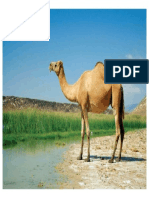 Arabian-dromedary-camel-converted