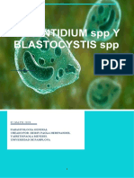 Balantidium SPP Y Blastocystis SPP: 05 MAYO 2020