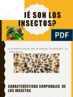 Qué Son Los Insectos