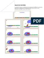 Activitat La Traduccio Del Rna